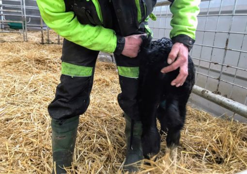 Our first calf was born